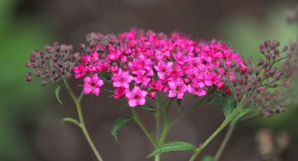 Plantas medicinales para aliviar el estrés y la depresión