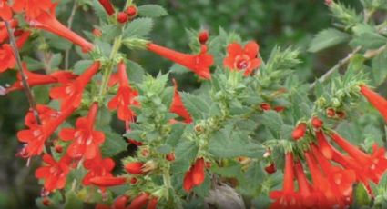 Té de espinosilla ¿para qué sirve?