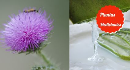 2 plantas medicinales que alivian el vientre hinchado después de la cenas decembrinas