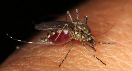 Dengue: qué es, cuáles son sus síntomas y todo lo que debes saber sobre esta enfermedad