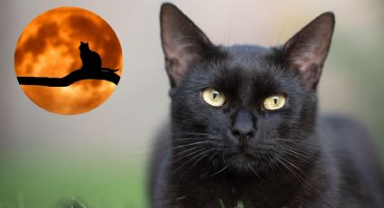 ¿Por qué no dar en adopción gatos negros y blancos en octubre-noviembre?