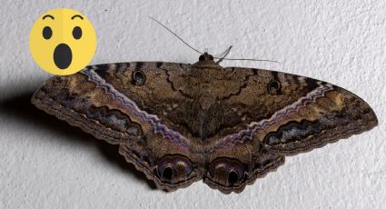 ¿Qué significa cuando una mariposa negra entra a la casa?