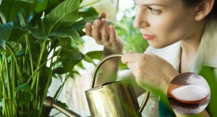 5 usos del bicarbonato para tus plantas que desconoces y debes usar