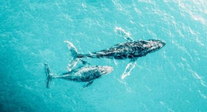 ¿Cuándo es temporada de avistamiento de ballenas en México?
