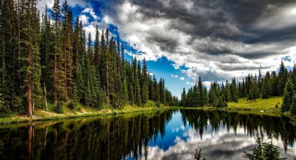 ¿Dónde ir en Semana Santa? Los 5 bosques MÁS bonitos de México