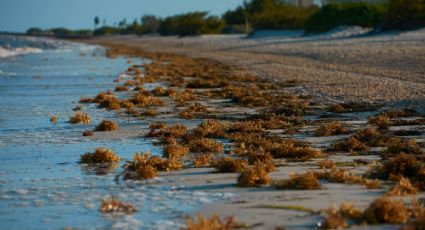 Temporada de sargazo 2022: estas son las playas más afectadas