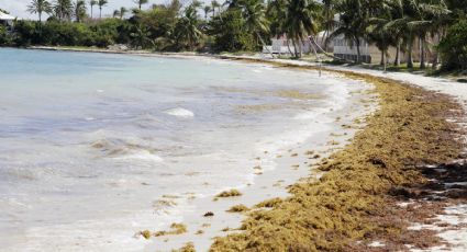 Autoridades ofrecen 9 mil pesos por retirar sargazo en Playa del Carmen