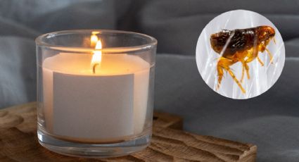 ¿Cómo eliminar pulgas con velas?