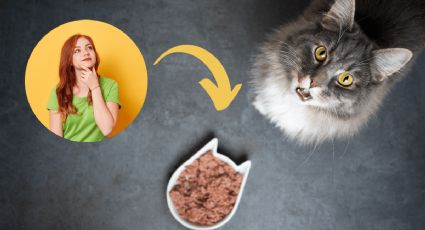 ¿Qué pasa si como comida de gato?