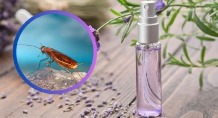 ¿Cómo hacer aromatizante de lavanda? Elimina cucarachas y mantiene tu casa con olor rico