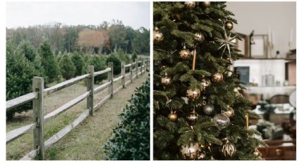 Dónde comprar un árbol de Navidad natural: la razón por la que es mejor que uno artificial