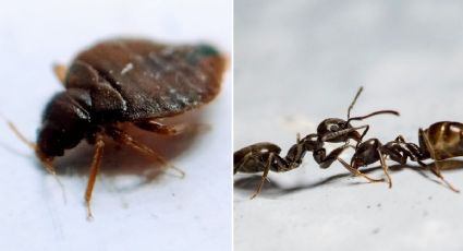 ¿Hormigas y chinches en casa? Significado, qué las atrae y cómo eliminarlas