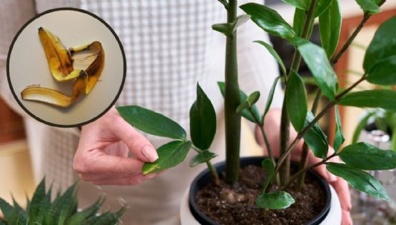 ¿Cómo limpiar las hojas de las plantas con cáscara de plátano?