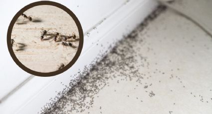 ¿Qué significa que aparezcan muchas hormigas en mi casa?