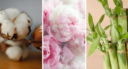 3 aromas ideales si quieres que tu casa huela a elegancia y sofisticación