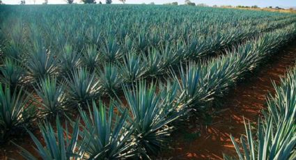 3 actividades que puedes hacer en Tequila, Jalisco, el Pueblo Mágico más popular