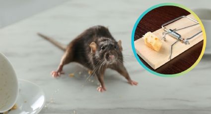 La trampa casera para acabar con los ratones de tu casa rápidamente