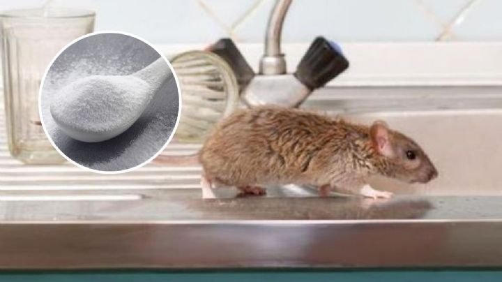 El truco infalible de bicarbonato con azúcar para ahuyentar a los ratones