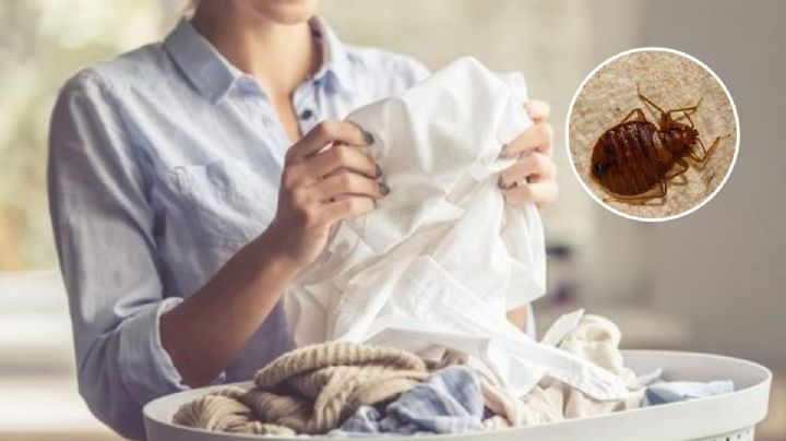 El truco para eliminar las chinches del colchón y la ropa sin gastar
