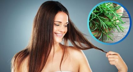¿Cómo hacer shampoo de romero para crecer el cabello?