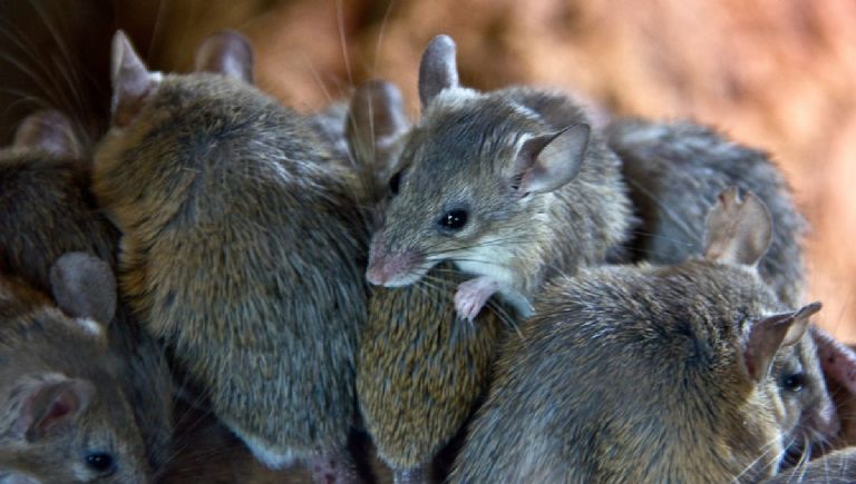 Ratones y ratas en casa