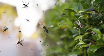 ¿Cómo hacer que se vayan los mosquitos de la casa? 3 repelentes naturales para ahuyentarlos