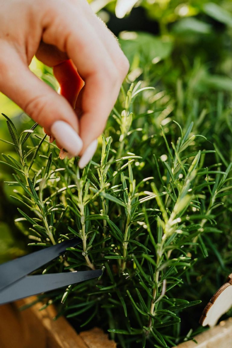 Beneficios y propiedades del romero para el crecimiento del cabello