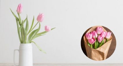 ¿Cuál es el significado de los tulipanes? 3 razones para tenerlos en casa según su color