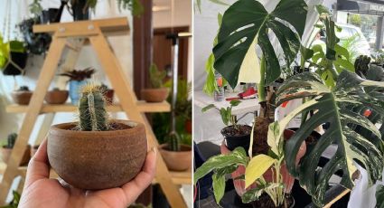 Plant Fest 2024: cuándo y dónde comprar suculentas, cactus y más plantas baratas en CDMX