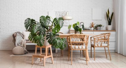 ¿Cómo decorar el living comedor con plantas? 3 ideas para refrescar tu casa