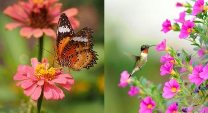 ¿Cómo hacer un jardín polinizador para atraer mariposas, abejas y colibríes?