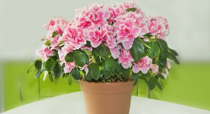 Cuidados para las azaleas: mantén bonitas tus flores con estas 4 claves