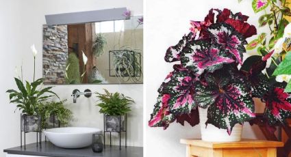 5 ideas de plantas que absorben la humedad y el moho del baño