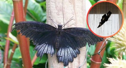 ¿Qué significa la visita de una mariposa negra en la casa?
