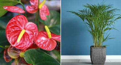 ¿Qué tipo de plantas se pueden poner en la sala? 5 opciones que darán vida a tu casa
