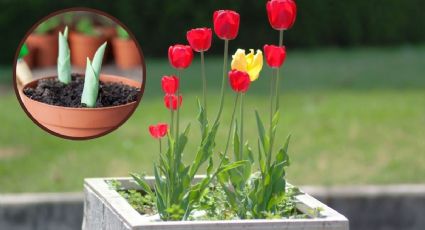 Claves para cuidar tulipanes en maceta adentro de la casa y mantener lindas tus plantas