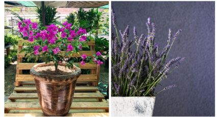 Jardín violeta: 4 ideas con diferentes flores moradas que puedes poner en maceta
