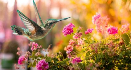 Consejos para que los colibríes visiten tu jardín en casa