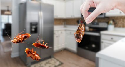 Evita las cucarachas en el refrigerador con estos trucos para ahuyentarlas