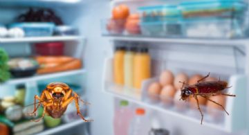 Identifica cucarachas en el refrigerador y acaba con su nido con estos métodos efectivos