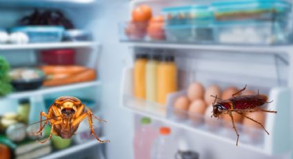 Identifica cucarachas en el refrigerador y acaba con su nido con estos métodos efectivos