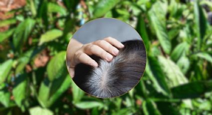Acaba con las canas con este tinte natural de planta que también fortalece el cabello