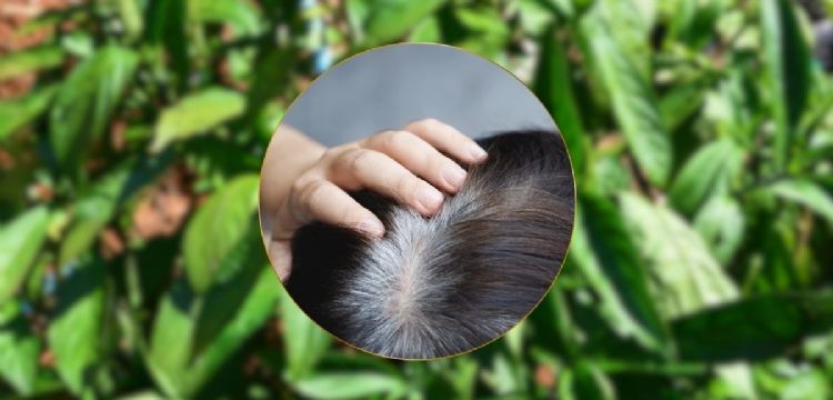 Acaba con las canas con este tinte natural de planta que también fortalece el cabello