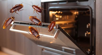 Deshazte del nido de cucarachas en el horno de la estufa con estos métodos prácticos