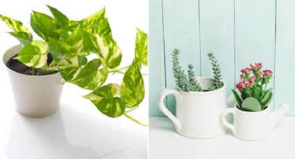 ¿Qué plantas se pueden poner en la cocina? 4 tipos para decorar cada rincón