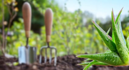 Plantas medicinales: 3 especies que puedes cultivar en casa