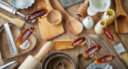 Prepara este insecticida casero para cucarachas: mantendrá limpia de plagas tu cocina