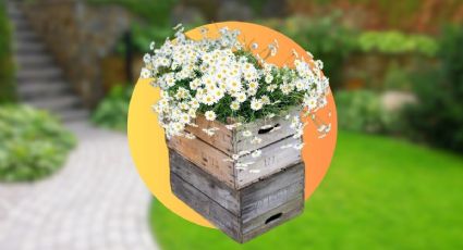 Jardín con cajas de madera: 4 ideas para tener tus plantas acomodadas y en buen estado