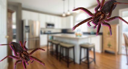 Las plantas que repelen a las arañas violinistas y otras plagas de tu casa