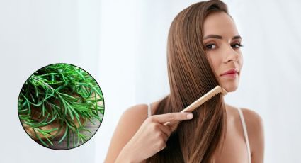 ¿Cómo usar romero para el crecimiento del cabello?